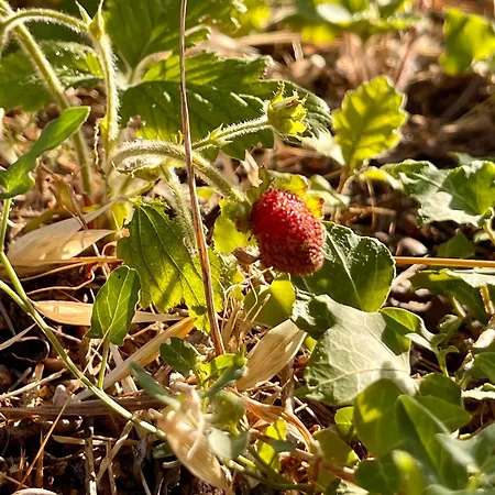 Immersa Nella Serenita Apartamento Rubbiano (Perugia)